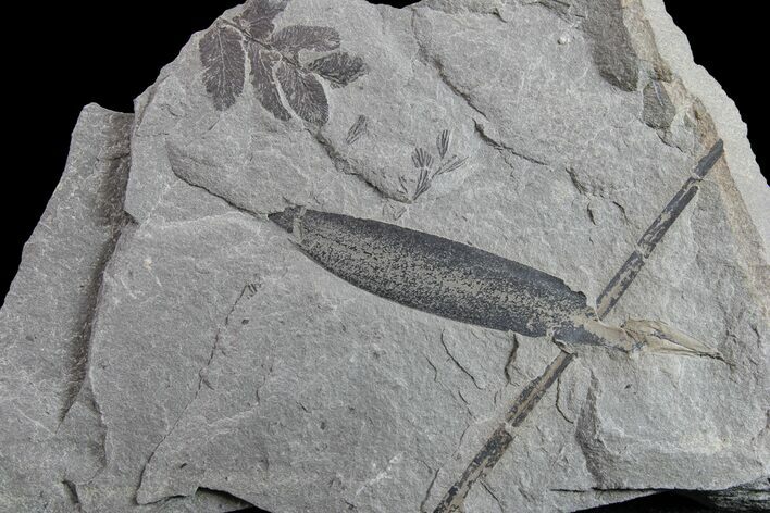 Pennsylvanian Fossil Fern (Neuropteris) Plate - Kentucky #154692